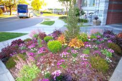 Flower garden in front of 21 Dallas in Victoria.jpg
