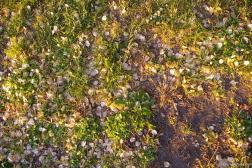 Pink flower leaves on the grass in Victoria Canada.jpg