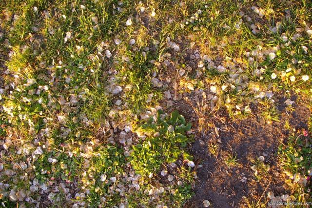 Pink flower leaves on the grass in Victoria Canada.jpg