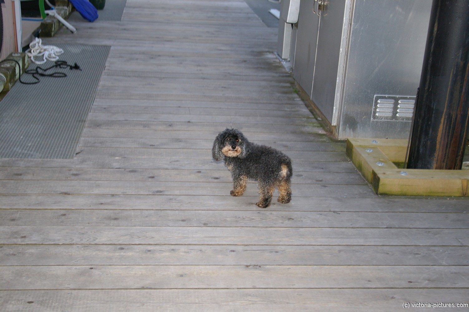 Little dog at Victoria's Fisherman's Wharf.jpg