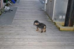 Little dog at Victoria's Fisherman's Wharf.jpg