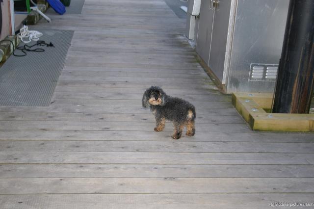Little dog at Victoria's Fisherman's Wharf.jpg