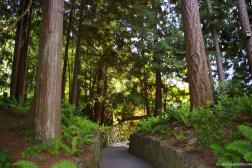 Tree lined walkway in the Butchart Gardens of Victoria Canada.jpg