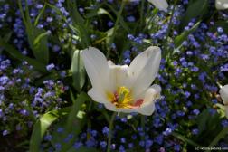 White flower closeup at the Butchart Gardens.jpg