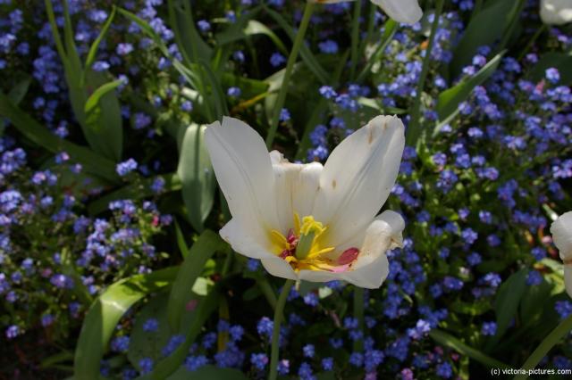 White flower closeup at the Butchart Gardens.jpg