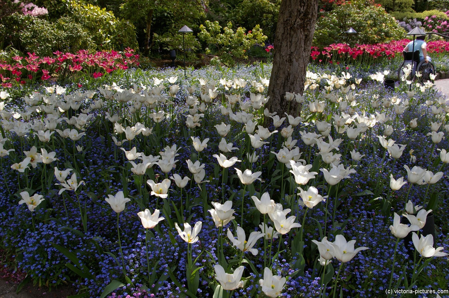 White flowers in Butchart Gardens.jpg