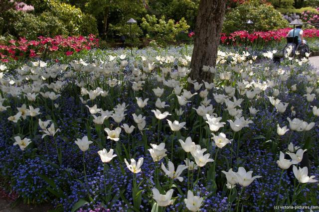 White flowers in Butchart Gardens.jpg