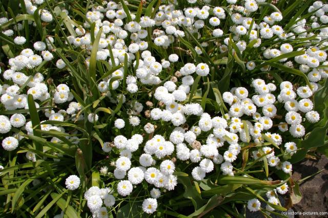 White flowers with yellow center at the Butchart Gardens.jpg