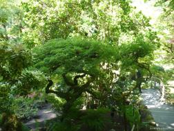 Winding tree within the Japanese Garden at the Butchart Gardens.jpg