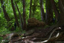 Bear like mossy statue at the Butchart Gardens.jpg
