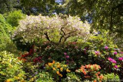 Beautiful and colorful area of the Butchart Garden Sunken Garden.jpg