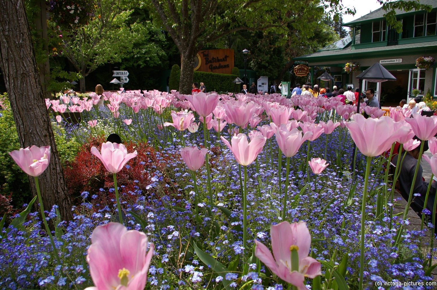 Beautiful pink flowers at the entrance of the Butchart Gardens.jpg