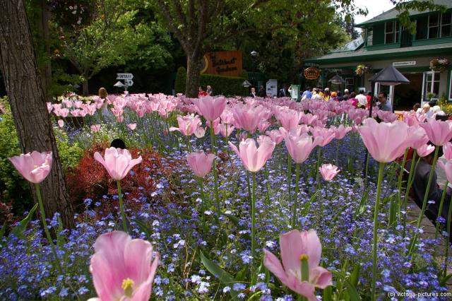 Beautiful pink flowers at the entrance of the Butchart Gardens.jpg