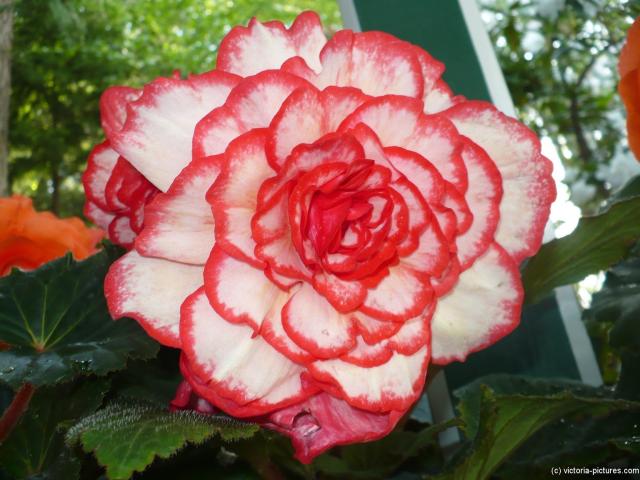 Close up of a pretty white and red flower at Butchart Gardens.jpg