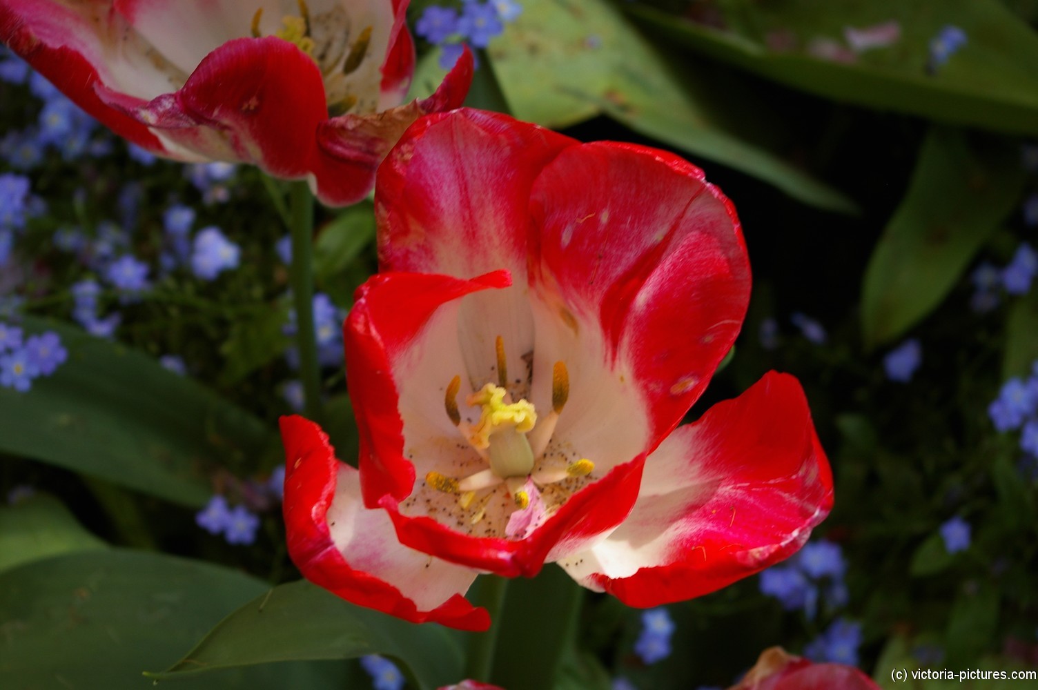 Close up of a red flower at the Butchart Gardens.jpg