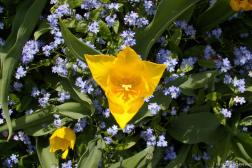 Close up of a yellow tulip at the Butchart Gardens in Victoria.jpg
