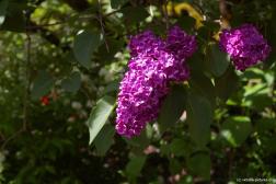 Close up of cone-shape flower pedal mass from a tree at the Butchart Garden Sunken Garden.jpg