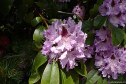 Close up of pink and purple flowers at the Sunken Garden in the Butchart Gardens.jpg