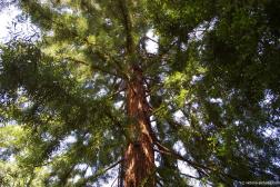 Coast Redwood Sequoia at the Butchart Gardens planted in 1934.jpg