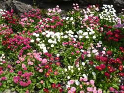 Colorful flowers in the Sunken Gardens area of the Butchart Gardens.jpg