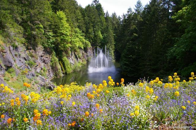 Dancing fountain water jets at the Butchart Gardens Sunken Garden Lake.jpg