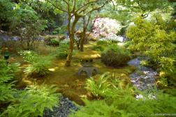 Ferns and other plants at the Butchart Garden Japanese Garden.jpg