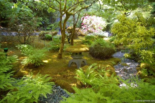 Ferns and other plants at the Butchart Garden Japanese Garden.jpg