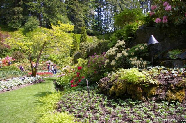 Flowers and trees of the Sunken Garden at Butchart Gardens.jpg