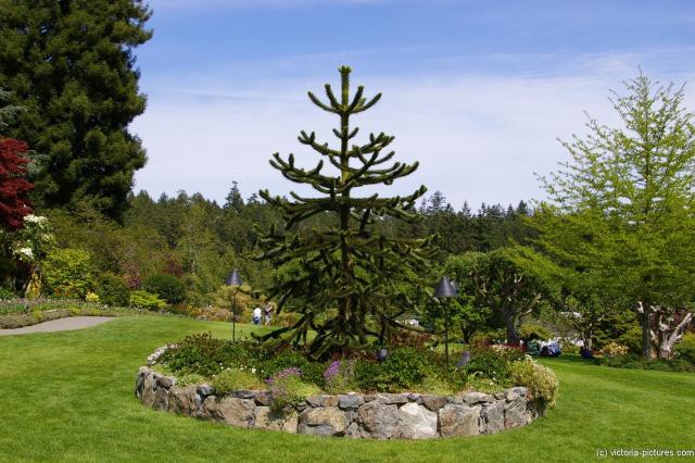 Funky tree at the Butchart Gardens.jpg