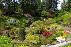 Good variety of colorful plants in the Sunken Gardens of the Butchart Gardens.jpg