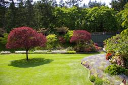 Grassy area with maple tree at the Buchart Gardens Sunken Garden.jpg