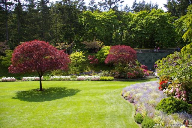 Grassy area with maple tree at the Buchart Gardens Sunken Garden.jpg