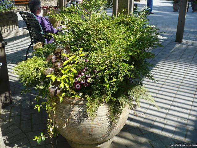Large potted plant and floral arrangement at the Butchart Gardens.jpg