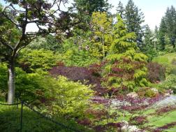 Maple and other trees at the Butchart Garden Sunken Garden.jpg