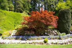 Maple tree and flowers in the Sunken Gardens area of the Butchart Gardens.jpg