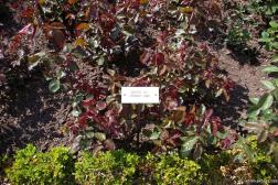 Modern Art rose plant from Denmark 1984 at the Butchart Gardens.jpg