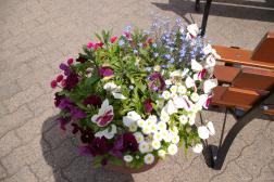 Nice floral arrangement in a pot in Butchart Gardens.jpg