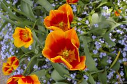Orange and red flower close up at the Butchart Gardens.jpg