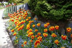 Orange and red tulips at the Butchart Gardens.jpg