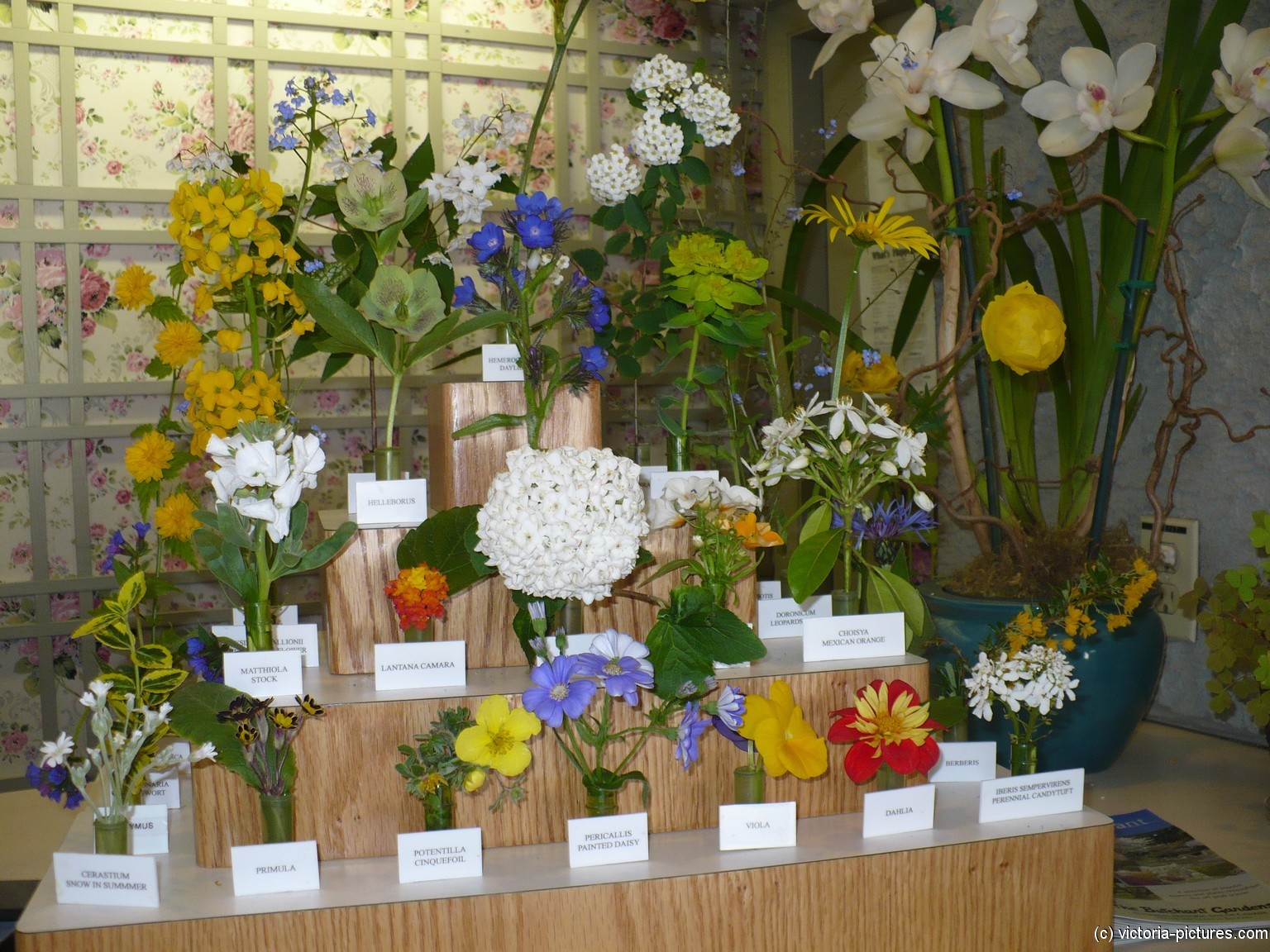 Plants and names inside the Butchart Gardens Plant Identification Centre.jpg