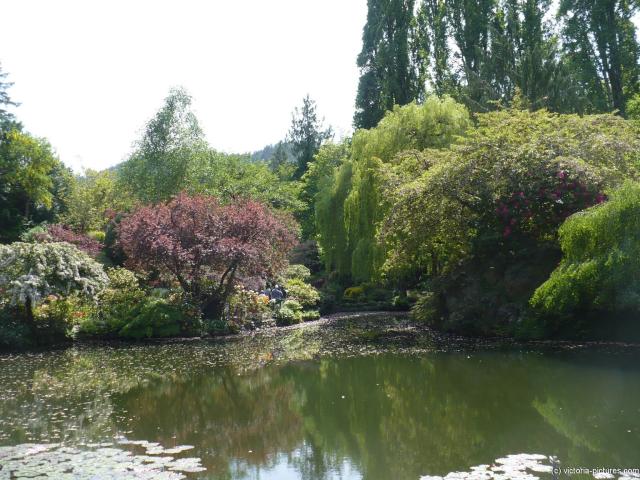Pond in the Sunken Gardens area of the Butchart Gardens.jpg