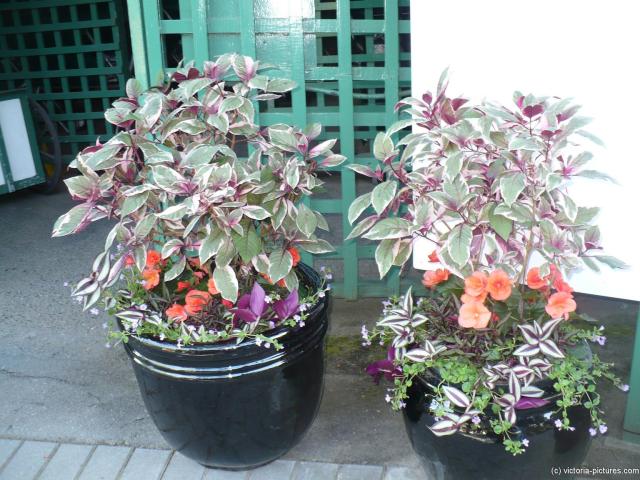 Potted plant and floral arrangement at the Butchart Gardens.jpg