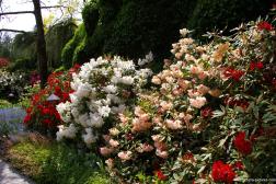 Pretty white pink and red flowers in the Butchart Gardens Sunken Garden area.jpg