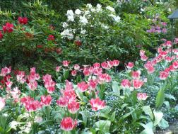 Red and white tulips at the Butchart Gardens in Victoria Canada.jpg