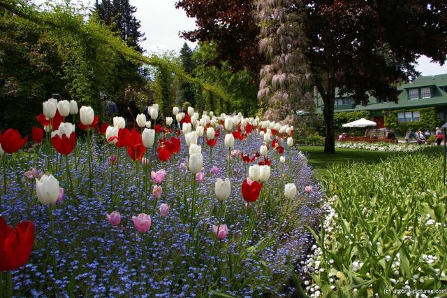 Red and white tulips in Butchart Gardens entrance area.jpg