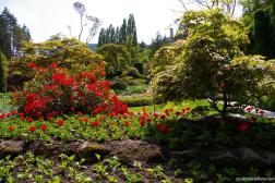 Red flowers and plants in the Sunken Garden of the Butchart Gardens.jpg