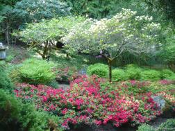 Red flowers and trees with white flowers at the Japanese Garden at the Butchart Gardens.jpg
