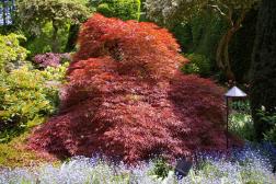 Red maple tree surrounded by purple flowers at the Sunken Garden area of the Butchart Gardens.jpg