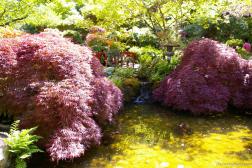 Red maples and bridge over pond and waterfall at the Japanese Gardens area of the Butchart Gardens.jpg