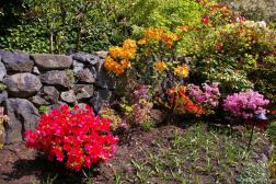 Red orange and pink flowers at the Butchart Garden Sunken Garden.jpg